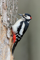A woodpecker searching for food in a tree trunk