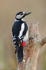 A woodpecker searching for food in a tree trunk