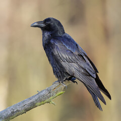 A black raven-bird sitting on a branch