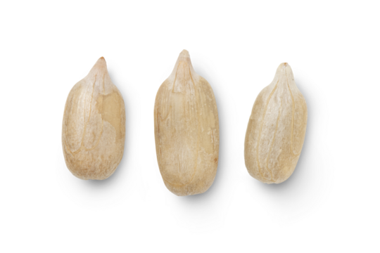 Peeled sunflower seeds isolated on transparent background