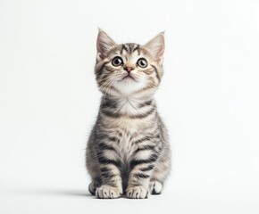 Adorable Tabby Kitten with Striking Green Eyes Gazing Upwards in a Light Gray Background, Perfect for Pet Lovers and Animal Enthusiasts