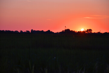 Beautiful orange red sunset sky with tree silhouette shadow scenery