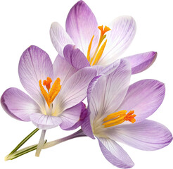 Naklejka premium Blooming Springtime Joy