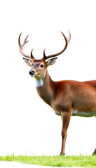 Obraz premium deer isolated on white wallpaper of background in png, 8k. with white shades