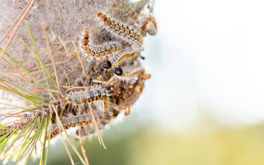 Procesionaria del pino