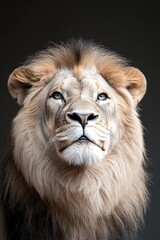 Fototapeta premium low-key close-up of lion intense gaze its eyes sharply focused with light catching edges of its mane