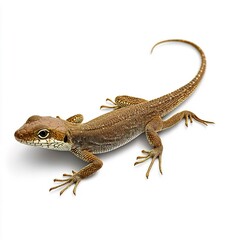 Fototapeta premium Detailed Portrait of a Brown Lizard on a White Background