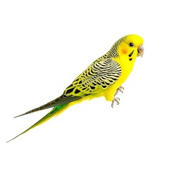 Fototapeta premium Colorful Yellow Budgerigar with Striking Green and Black Patterns