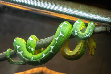 green snake on a branch