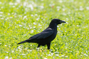 Corneille noire, Corvus corone, Carrion Crow