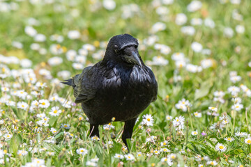 Corneille noire, Corvus corone, Carrion Crow