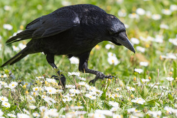 Corneille noire, Corvus corone, Carrion Crow