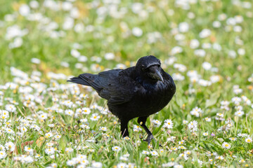 Corneille noire, Corvus corone, Carrion Crow