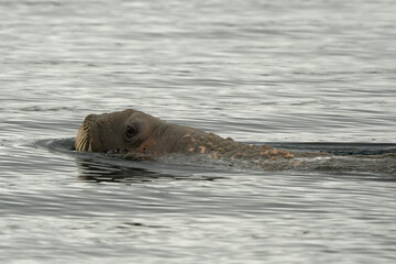 Morse, Odobenus rosmarus, Spitzberg, Svalbard, Norvège