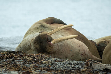 Morse, Odobenus rosmarus, Spitzberg, Svalbard, Norvège