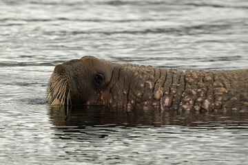 Fototapeta premium Morse, Odobenus rosmarus, Spitzberg, Svalbard, Norvège