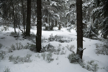 Pine trees covered with snow in winter forest. Snowy landscape in the Karkonosze Mountains, Karpacz, Lower Silesian, Poland. Ground is filled with high snow.