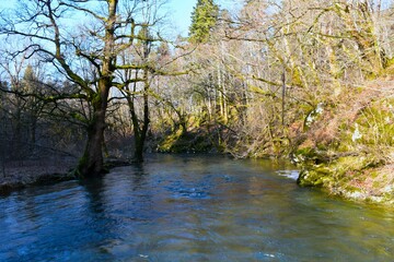 Scenic rak river and a pedunculate oak (Quercus robur) on the shore in Rakov Škocjan nature park in Notranjska, Slovenia