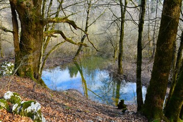 Pedunculate oak (Quercus robur) tree above a lake in the forest in Rakov Škocjan, Notranjska, Slovenia