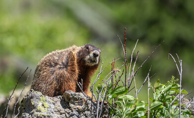 Yellow Bellied Marmot in Yellowstone National Park, Wyoming, USA