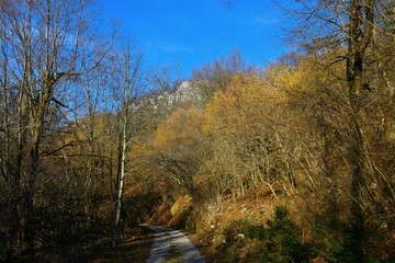 Yellow flowering common hazel (Corylus avellana) trees above the gravel road