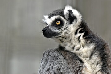 広島　福山動物園　動物園　キツネザル