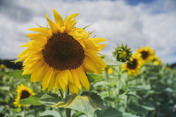 Fototapeta premium Tournesol dans un champs