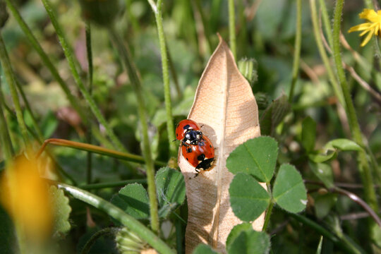 Deux coccinelles amoureuses dans un jardin au printemps