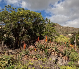 cactus de grande Canarie