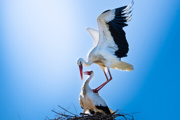 Pareja de Cigüeña Blanca (Ciconia ciconia)