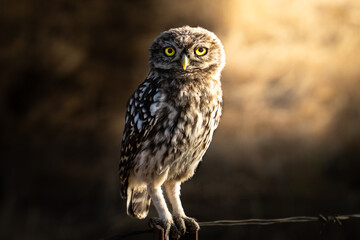 Búho de bolsillo- Mochuelo europeo (Athene noctua)