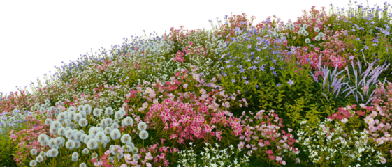 3D render of many kinds of flower fields on a hill with transparent background.