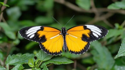 Fototapeta premium Orange butterfly on green leaves, nature background, wildlife photography