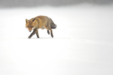 A fox hunting on a snowy meadow.