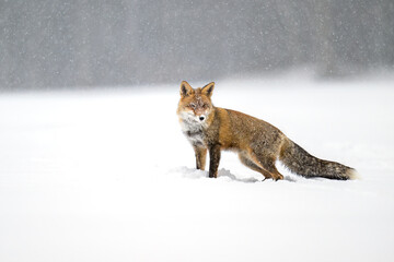 A fox hunting on a snowy meadow.