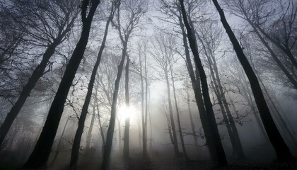 안개 자욱한 숲속에서 빛을 향해 뻗어나가는 나뭇가지들의 실루엣