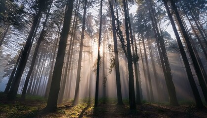 Naklejka premium 안개 자욱한 숲속에서 빛을 향해 뻗어나가는 나뭇가지들의 실루엣