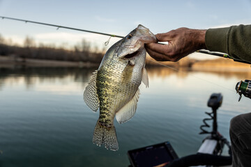 White Crappie