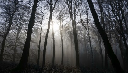 안개 자욱한 숲속에서 빛을 향해 뻗어나가는 나뭇가지들의 실루엣
