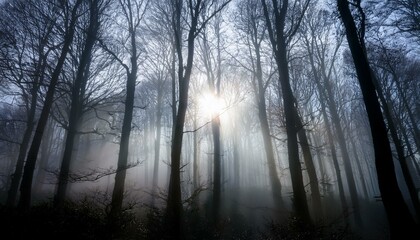 안개 자욱한 숲속에서 빛을 향해 뻗어나가는 나뭇가지들의 실루엣