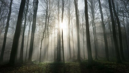 Obraz premium 안개 자욱한 숲속에서 빛을 향해 뻗어나가는 나뭇가지들의 실루엣