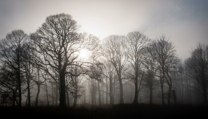 안개 자욱한 숲속에서 빛을 향해 뻗어나가는 나뭇가지들의 실루엣