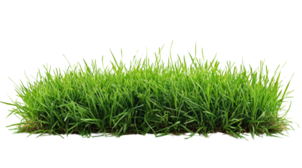 Vibrant grass growth outdoor garden nature sunny day greenery concept isolated on transparent background