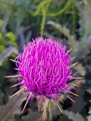 Wildflower in full bloom create a vibrant scene from an overhead view, with delicate petals dancing in the gentle breeze. The blurred background enhances the focus on the wildflower.