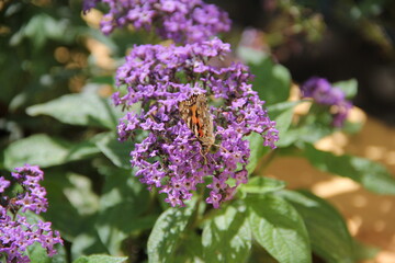 Butterfly on flowers