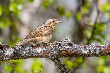 Northern wryneck