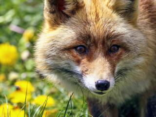 RETRATO ZORRO VULPES VULPES