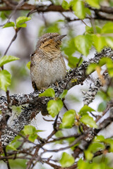 Northern wryneck
