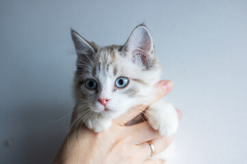 A person is gently holding a small kitten that has blue eyes in their hand
