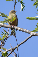 Ortolan Bunting